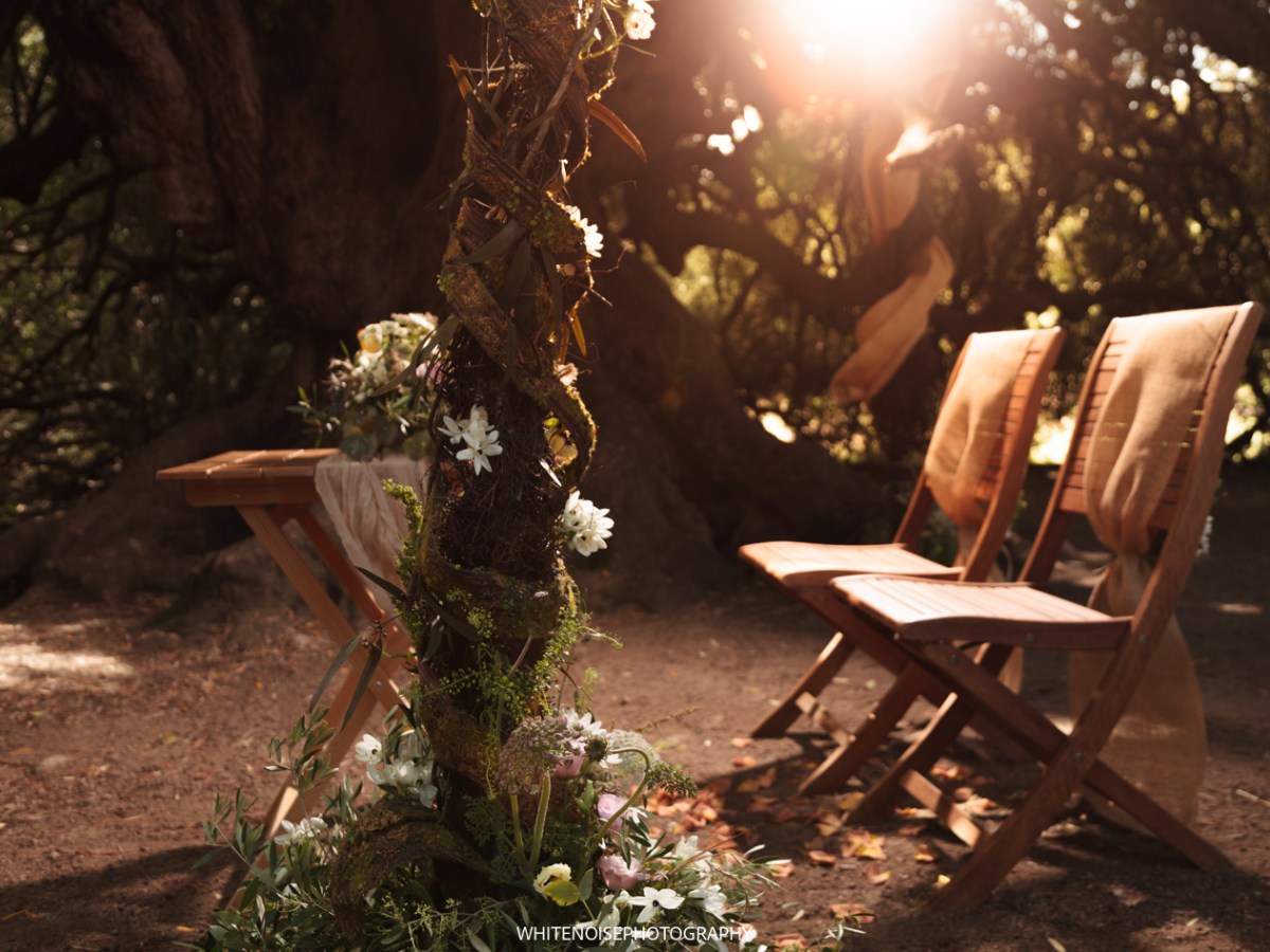 4000 Jahre Weisheit: Die Trauung von C & F unter dem ältesten Olivenbaum&nbsp;Europas